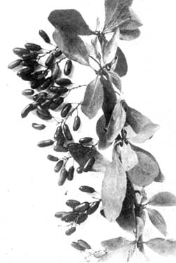 Barberry is a sour fruit useful for making jam.